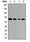 Cadherin 13 antibody, abx225096, Abbexa, Western Blot image 