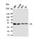 Cystathionine Gamma-Lyase antibody, orb48022, Biorbyt, Western Blot image 
