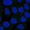Synuclein Alpha Interacting Protein antibody, NBP2-55955, Novus Biologicals, Immunofluorescence image 
