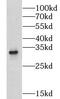 Putative gonadotropin-releasing hormone II receptor antibody, FNab03556, FineTest, Western Blot image 