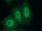 CUGBP Elav-like family member 2 antibody, 12921-1-AP, Proteintech Group, Immunofluorescence image 