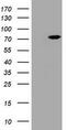 HBS1-like protein antibody, TA800608, Origene, Western Blot image 