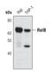 RELB Proto-Oncogene, NF-KB Subunit antibody, MA5-14852, Invitrogen Antibodies, Western Blot image 