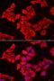 Small muscular protein antibody, orb373466, Biorbyt, Immunocytochemistry image 