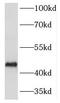 HORMA Domain Containing 1 antibody, FNab03971, FineTest, Western Blot image 