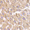 Hydroxysteroid 17-Beta Dehydrogenase 13 antibody, LS-C334590, Lifespan Biosciences, Immunohistochemistry frozen image 