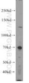 F-box only protein 18 antibody, 14275-1-AP, Proteintech Group, Western Blot image 