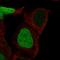 Cell Division Cycle Associated 5 antibody, HPA023691, Atlas Antibodies, Immunofluorescence image 