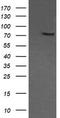 Component Of Oligomeric Golgi Complex 6 antibody, TA505418BM, Origene, Western Blot image 