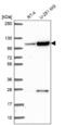 KIAA1614 antibody, NBP2-56291, Novus Biologicals, Western Blot image 