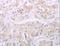 Adenylate Cyclase 7 antibody, LS-C402868, Lifespan Biosciences, Immunohistochemistry paraffin image 