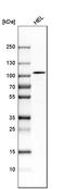 SATB Homeobox 2 antibody, HPA001042, Atlas Antibodies, Western Blot image 