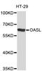 2'-5'-Oligoadenylate Synthetase Like antibody, STJ112547, St John