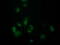 Retrotransposon Gag Like 8B antibody, M31820-1, Boster Biological Technology, Immunofluorescence image 