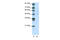 PLAG1 Like Zinc Finger 1 antibody, 28-954, ProSci, Western Blot image 