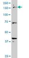 CASP antibody, H00001523-M02, Novus Biologicals, Western Blot image 