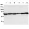 Phosphoglucomutase 1 antibody, LS-B16350, Lifespan Biosciences, Western Blot image 