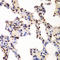 Receptor For Activated C Kinase 1 antibody, LS-C332164, Lifespan Biosciences, Immunohistochemistry paraffin image 