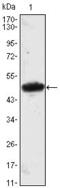 Mesoderm Posterior BHLH Transcription Factor 1 antibody, GTX82826, GeneTex, Western Blot image 