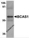Breast Carcinoma Amplified Sequence 1 antibody, 5625, ProSci Inc, Western Blot image 
