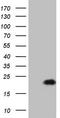 Late Cornified Envelope Like Proline Rich 1 antibody, TA808556S, Origene, Western Blot image 