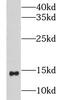 CDGSH Iron Sulfur Domain 2 antibody, FNab01718, FineTest, Western Blot image 