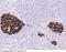 CgA antibody, 100747-T08, Sino Biological, Immunohistochemistry frozen image 
