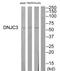 DnaJ Heat Shock Protein Family (Hsp40) Member C3 antibody, TA312810, Origene, Western Blot image 