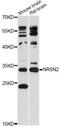 Neurensin 2 antibody, LS-C749427, Lifespan Biosciences, Western Blot image 