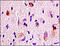 p38 antibody, 251246, Abbiotec, Immunohistochemistry paraffin image 