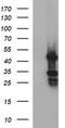 Microfibril Associated Protein 3 antibody, TA507040BM, Origene, Western Blot image 