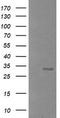 B- and T-lymphocyte attenuator antibody, TA505687AM, Origene, Western Blot image 