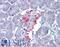 VGF Nerve Growth Factor Inducible antibody, LS-B5317, Lifespan Biosciences, Immunohistochemistry frozen image 