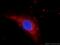 Deoxyribonuclease 2 Beta antibody, 22652-1-AP, Proteintech Group, Immunofluorescence image 