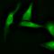 Calnexin antibody, SPC-127B, StressMarq, Immunofluorescence image 