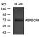 Lymphatic Vessel Endothelial Hyaluronan Receptor 1 antibody, orb43375, Biorbyt, Western Blot image 
