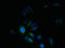 PMP-22 antibody, LS-C376355, Lifespan Biosciences, Immunofluorescence image 