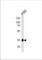 Methyl-CpG Binding Domain Protein 3 antibody, TA325172, Origene, Western Blot image 