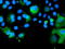 Sentrin-specific protease 2 antibody, TA800132, Origene, Immunofluorescence image 