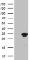 GTP cyclohydrolase I antibody, TA810247, Origene, Western Blot image 
