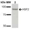 Heat Shock Transcription Factor 2 antibody, SPC-712D-A390, StressMarq, Western Blot image 