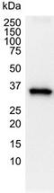 GAPDH antibody, MCA4740, Bio-Rad (formerly AbD Serotec) , Western Blot image 
