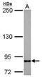 Intraflagellar Transport 80 antibody, PA5-28970, Invitrogen Antibodies, Western Blot image 