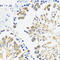 Calmodulin antibody, 14-065, ProSci, Immunohistochemistry frozen image 