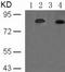 STAT3 antibody, TA322897, Origene, Western Blot image 