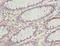 Acyl-CoA Dehydrogenase Medium Chain antibody, LS-C395655, Lifespan Biosciences, Immunohistochemistry frozen image 