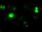Neurogenin-1 antibody, NBP1-47871, Novus Biologicals, Immunocytochemistry image 