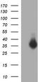 Fibronectin Type III Domain Containing 8 antibody, LS-C788511, Lifespan Biosciences, Western Blot image 