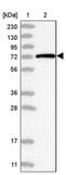 Histone H3 Associated Protein Kinase antibody, PA5-55608, Invitrogen Antibodies, Western Blot image 