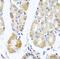 Mitochondrial Ribosomal Protein L11 antibody, FNab05314, FineTest, Immunohistochemistry frozen image 